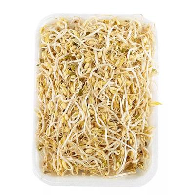 Raíces chinas FYV unidad